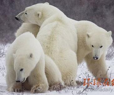 Đề nghị đưa gấu Bắc Cực vào danh sách có nguy cơ tuyệt chủng