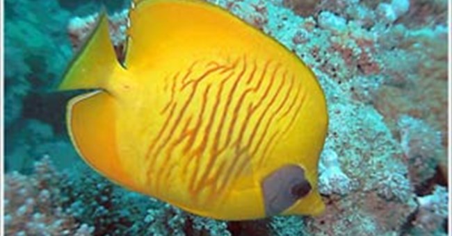 Âm thanh đa dạng của các loài cá