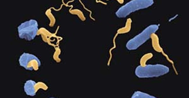 Trong không khí có hơn 1.800 loại vi khuẩn