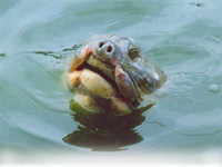 “Cụ” rùa lại nổi lên mặt Hồ Gươm