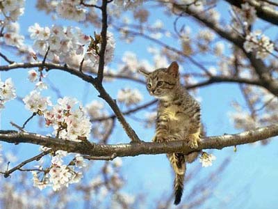 Chuyện tình buồn của một chú mèo
