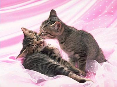 Chuyện tình buồn của một chú mèo