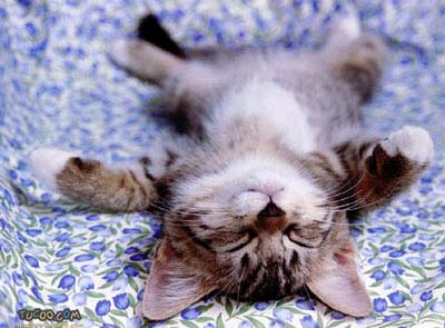 Chuyện tình buồn của một chú mèo