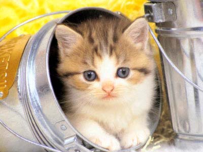 Chuyện tình buồn của một chú mèo