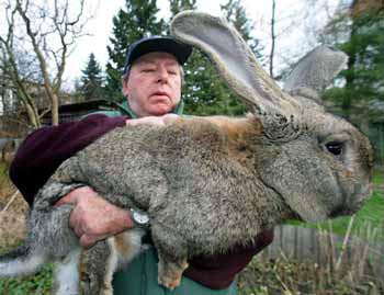 Con thỏ khổng lồ