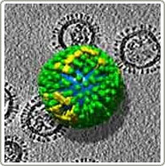 Thu hình ảnh 3 chiều của virus bệnh cúm