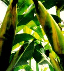 Kỹ thuật trồng giống bắp lai BIOSEED 9696
