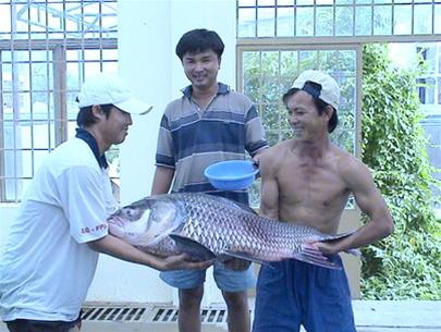 Giữ cá quí cho dòng Mekong