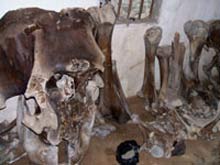 Đào được bộ xương voi nặng hơn 500 kg tại Nghệ An