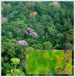 Chất dinh dưỡng trong đất có ảnh hưởng như thế nào đến các khu rừng nhiệt đới?