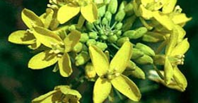 Hiệu ứng nhà kính khiến thực vật ra hoa sớm