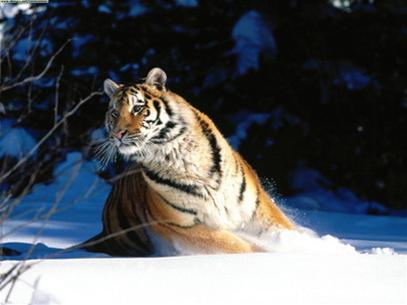Trung Quốc thụ tinh nhân tạo cho hổ Siberia