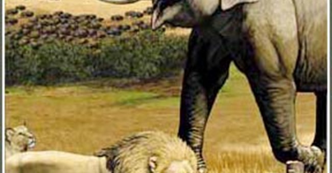 Tại sao thú ăn thịt trên cạn luôn nhỏ hơn voi?