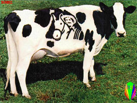 Tại sao sữa bò có màu trắng?