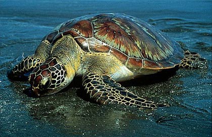 Rùa biển định hướng nhờ từ trường trái đất
