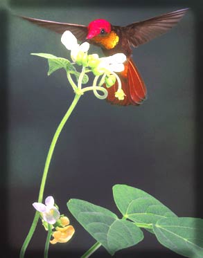 Chim ruồi