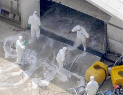 Nhật Bản phát hiện ổ dịch cúm gia cầm mới