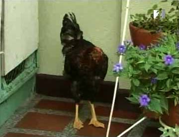Đầu gà chân... vịt