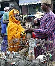 Người đầu tiên ở Nigeria chết vì cúm gà