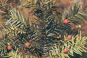 Thông đỏ - Taxus wallichiana Zucc