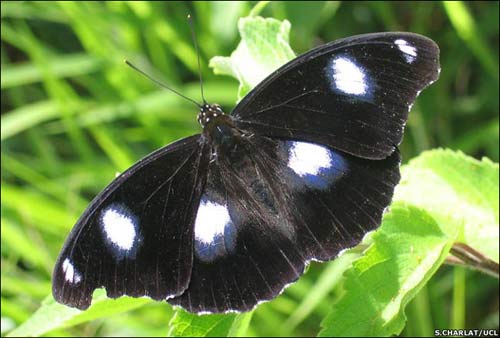 Bướm đực càng hiếm, bướm cái càng khao khát