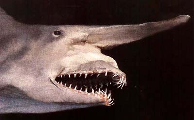 Tìm thấy "hoá thạch sống" của loài cá mập ma