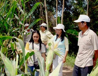 Khai thác tiềm năng cây bắp lai