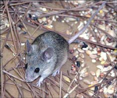 Nhân bản chuột thành công từ tế bào gốc da