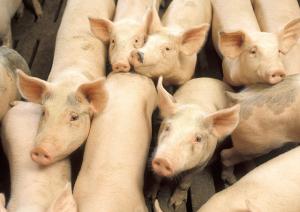 Vaccine mới giúp chống lại một loại virus nguy hiểm trên lợn