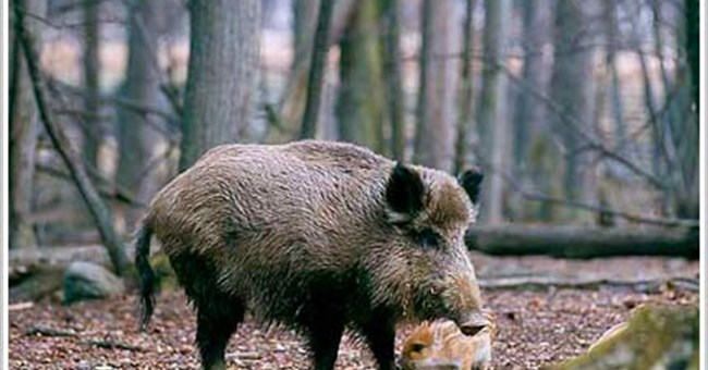 Những điều còn chưa biết về heo rừng