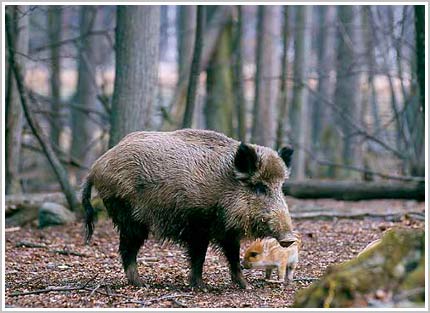 Lợn rừng châu Âu  Wikipedia tiếng Việt
