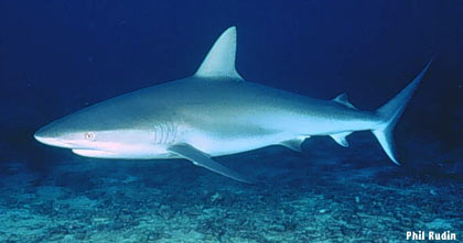 IUCN: Cá mập có nguy cơ tuyệt chủng!
