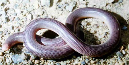 Tái phát hiện loài rắn mù ở Madagascar