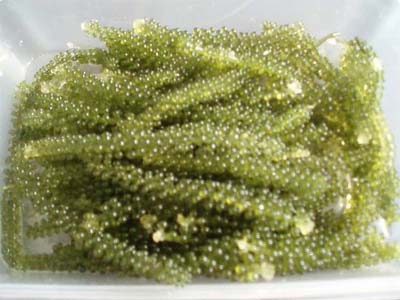Trồng nho biển: Một vốn nhưng có đến mấy lời