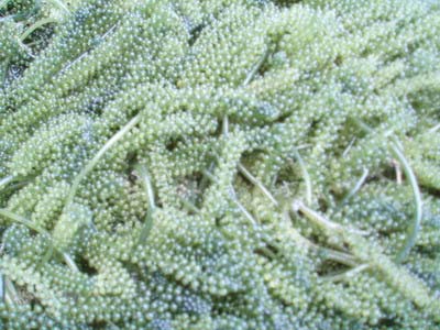 Trồng nho biển: Một vốn nhưng có đến mấy lời