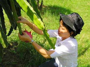 Phương pháp trồng cây thanh long ruột đỏ (Đài Loan)