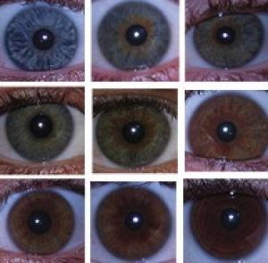 Các nhà khoa học chứng minh không có gen đơn nào quy định màu mắt