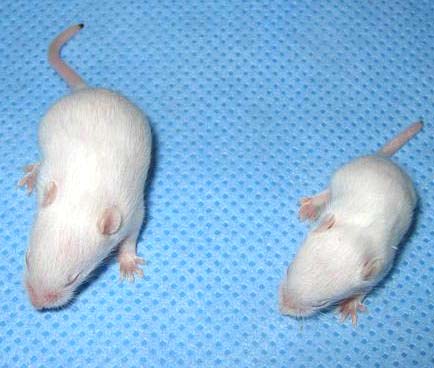 Dùng thuốc điều trị giúp kéo dài sự sống và cải thiện vận động ở chuột bị chứng teo cơ do tủy sống