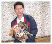 Lần thứ hai hổ Đông Dương đẻ thành công trong điều kiện nuôi