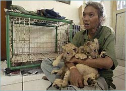 Indonesia: Giảm đáng kể số lượng cọp Sumatra và đười ươi