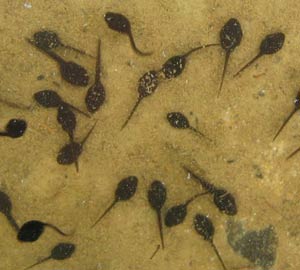 Môi trường ô nhiễm: Nòng nọc nở ra toàn ếch cái