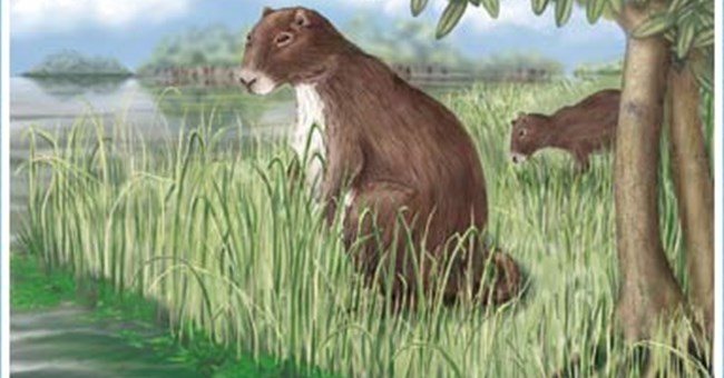 Chuột nặng gần...700kg