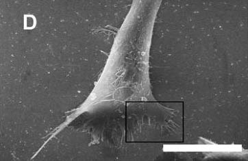 Kích thích các xung thần kinh bằng các hạt nano