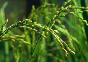 Phòng trừ bệnh lem lép hạt lúa như thế nào cho hiệu quả cao?