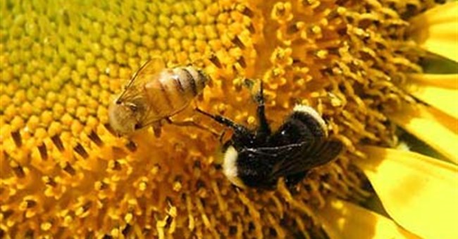 Ong mật giúp cảnh báo chất độc
