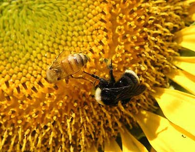 Ong mật giúp cảnh báo chất độc