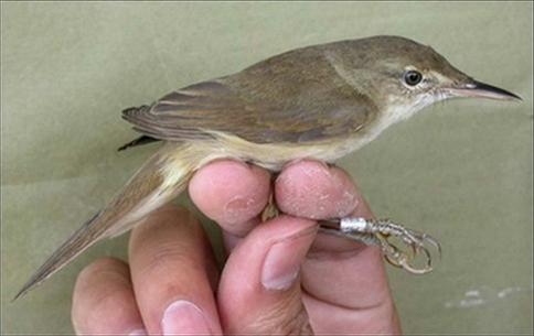 Phát hiện loài chim đã tuyệt chủng tại Thái Lan