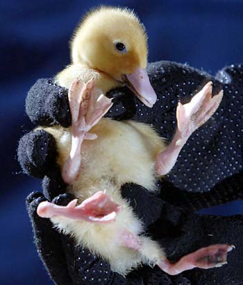 “Superstar” 4-legged duck caused a fever in the online community – thepressagge.com
