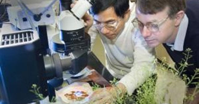 Thành công mới trong kỹ thuật di truyền dầu thực vật