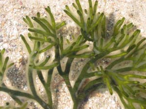 Trồng tảo lấy nhiên liệu sinh học để thay dầu mỏ